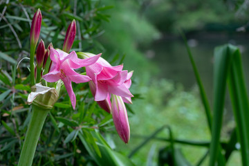 Pink Amaryllidaceae Crinum Amabile 'Coprifolium'