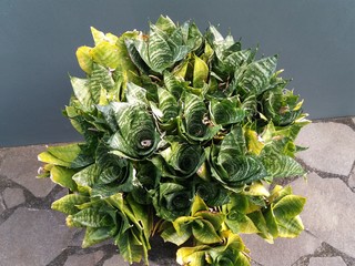bouquet of flowers