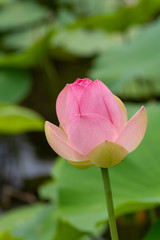 Obraz premium Single Nelumbo Nucifera, Sacred Lotus Flower