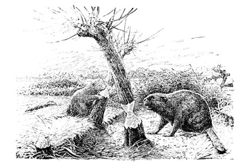 Beaver (castor fiber) - Vintage Engraved Illustration 1889 © Walter Cicchetti