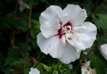 Front View of a White Hibiscus Syriacus 'Alba Plena'