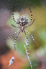 une araignée