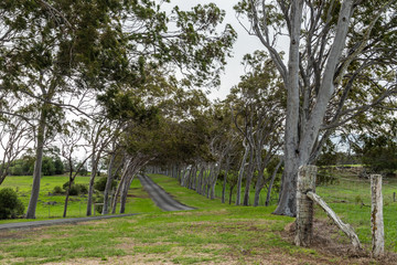 Waimea, Hawaii, USA. - January 15, 2020: Parker Ranch headquarters. Lane between slanted trees...