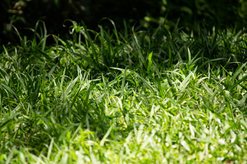  Texture of green lawn lit by the sun