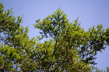 Obraz premium Pine branches under blue sky