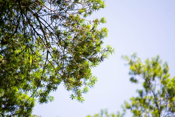 Tree branches under the sky on a sunny day