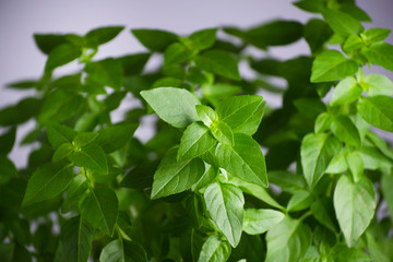 Fototapeta na wymiar Branches of fresh green basil with blurred effect