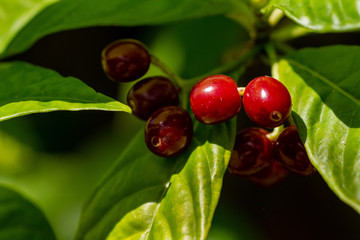 Berries on wild coffee plant
