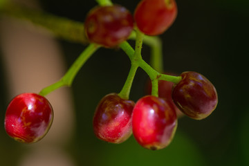 Wild coffee berries