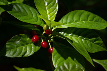Berries on wild coffee plant