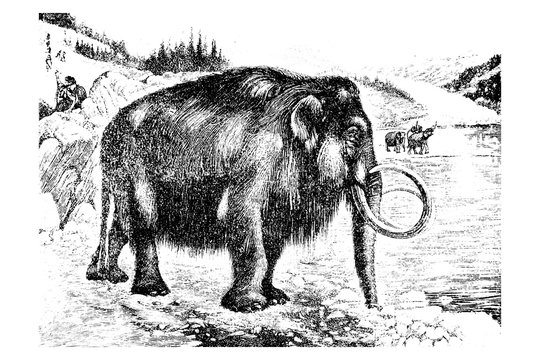 Mammoth (Mammuthus primigenius) - Vintage Engraved Illustration 1889