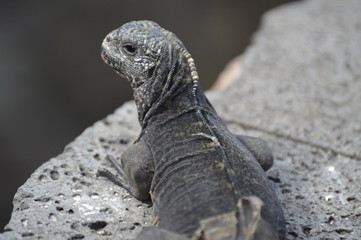 Galapagos, Iguana