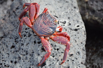 Galapagos, Red Crab