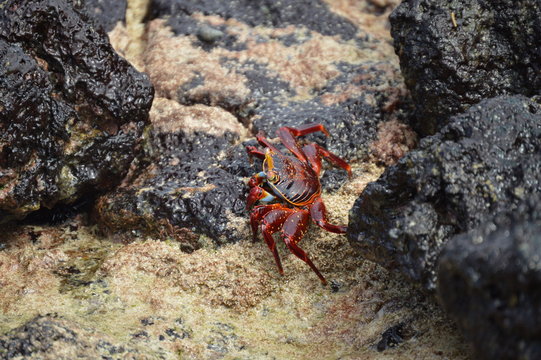 Galapagos, Red Crab