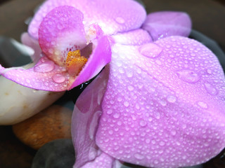 Light pink orchids in a clay bowl with water and round pebbles at the bottom. Spa orchid decoration.