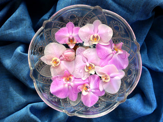 Many pink orchids swim in the water in a round crystal vase. Vase with orchids on a blue fabric linen background.