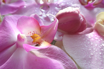 Large pink orchid with dew drops on the petals. Background, screensaver for the decor of the spa salon.