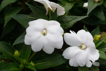  White flowers of sultana impatiens isolated highlighted