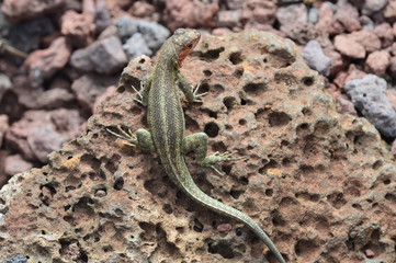 Galapagos, Reptilia