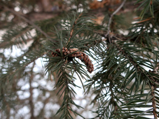 Fir branches and cone closeup on a snow background. Winter backdrop. 