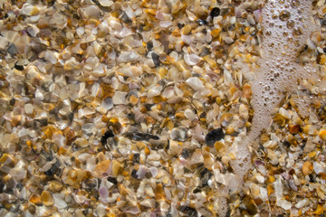 Sea shells covered by the ocean