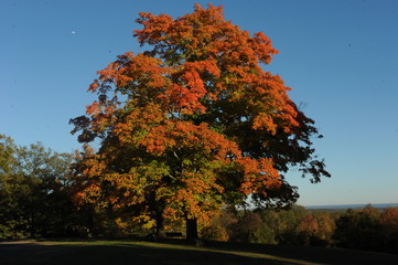 Naklejka premium red fall