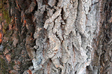 Tree bark closeup background. Poplar bark texture background. Natural texture. 