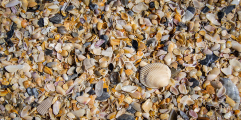 Beach covered with sea shells