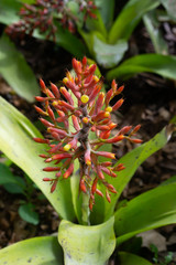 Exotic orange bromeliad flowers in tropical garden