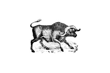 Buffalo - Vintage Engraved Illustration 1889