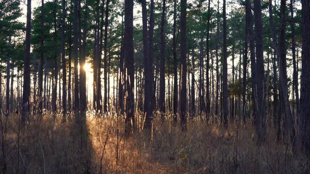 Rays of sunlight shine through a pine wood forest in Donnelly Wildlife Preserve, South Carolina at sunset.
