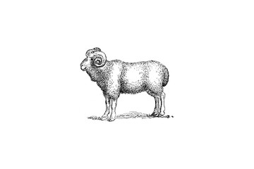Sheep - Vintage Engraved Illustration 1889