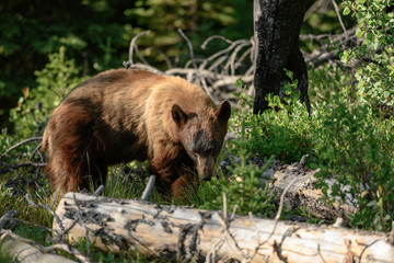 Cinnamon Black Bear Searches for Food