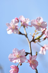 さくら、にほんの桜