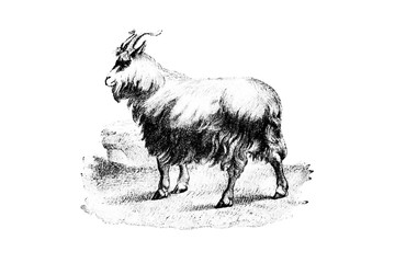 Goat - Vintage Engraved Illustration 1889