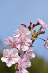 Fototapeta na wymiar さくら、にほんの桜