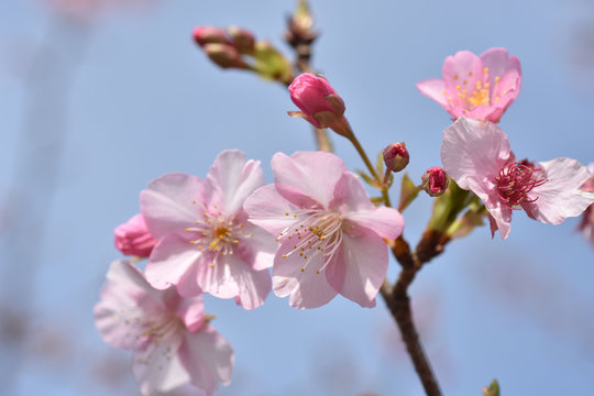 さくら、にほんの桜 © Joe
