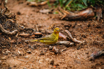 Bird Sicalis flaveola