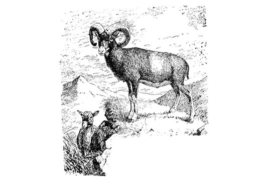  Mouflon - Vintage Engraved Illustration 1889