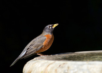 one American Robin perched on a bird bath, drinking water. The American robin (Turdus migratorius) is a migratory songbird of the thrush family.
