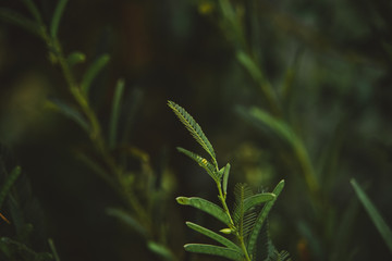 green leaves of a tree
