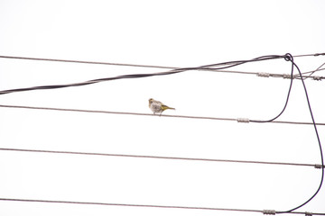 birds on a wire