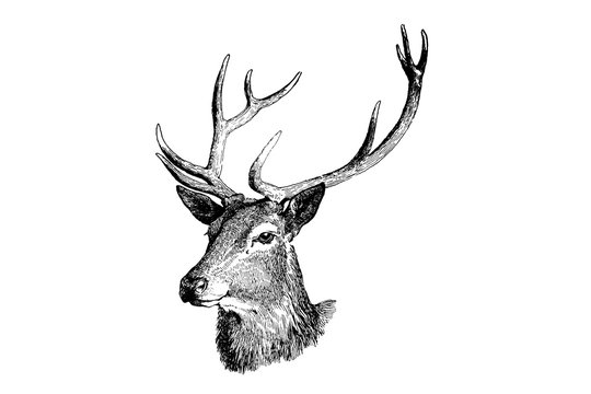 Deer - Vintage Engraved Illustration 1889