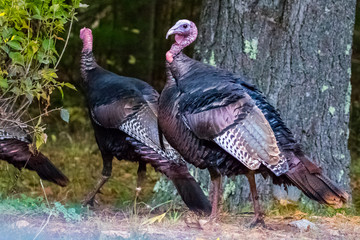 A Wild Turkey Peers Nervously Over Its Shoulder