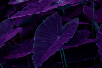 Beautiful leaves background for wallpaper and backdrop