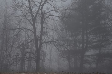 woods in fog