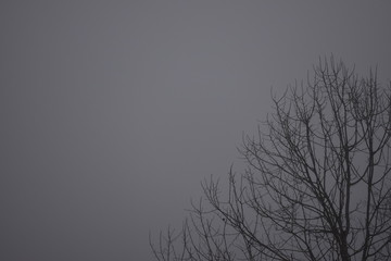 tree in fog