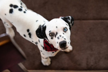 Cute baby dalmatian puppy