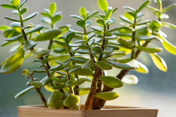 crassula indoor plant in the sun, money tree
