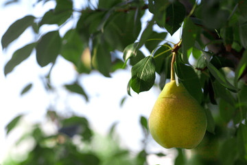 Ripe juicy pears on a tree in the garden